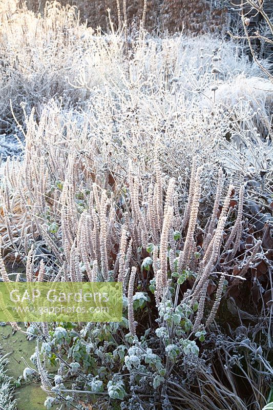 Seed heads of germander in frost, Teucrium hyrcanicum 
