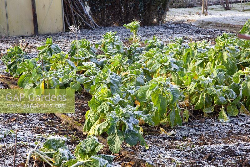 Cabbage in winter 