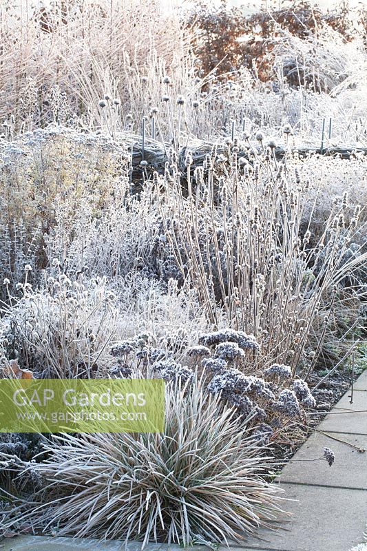 Perennials and grasses in frost 