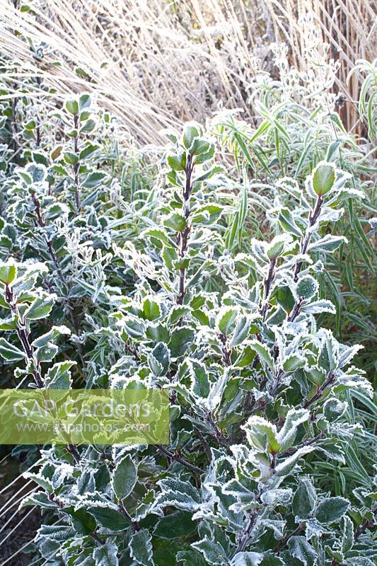 Ilex in frost 