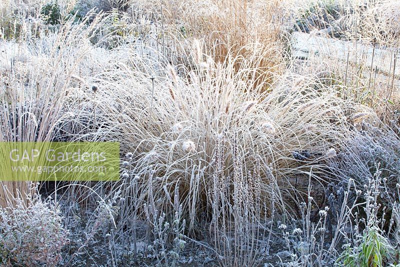 Fountain grass in frost, Pennisetum alopecuroides 