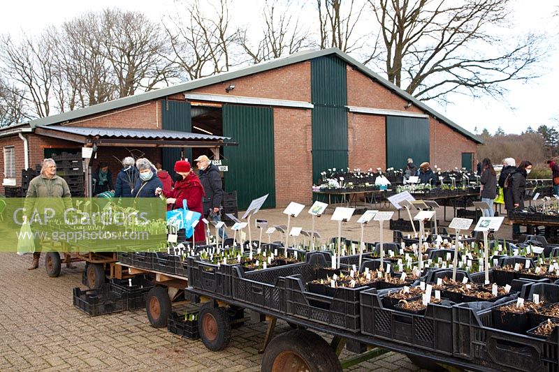 Snowdrop Festival De Boschhoeve 