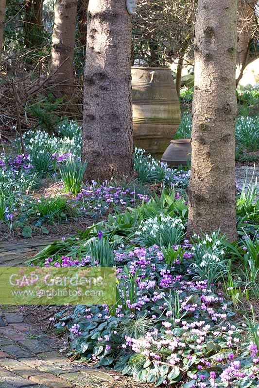 Winter cyclamen as ground cover, Cyclamen coum 