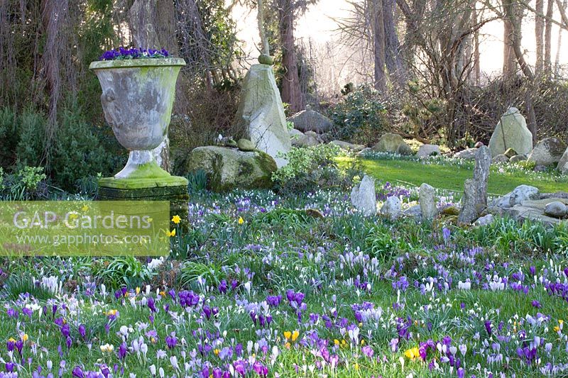 Crocus meadow with Crocus tommasinianus Ruby Giant, Crocus tommasinianus x vernus Yalta, Crocus vernus Jeanne d'Arc 