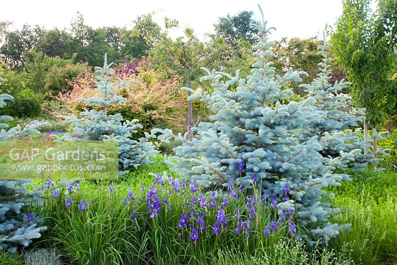 Blue spruce in the garden, Picea pungens Blue Mountain 