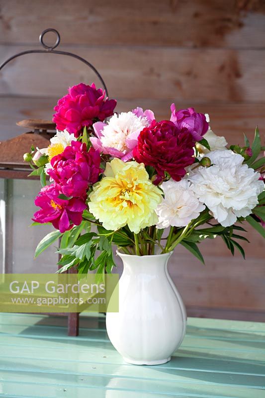 Bouquet with peonies, Paeonia lactiflora 