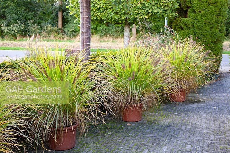 Fountain grass in pots along a driveway, Pennisetum alopecuroides Red Head 