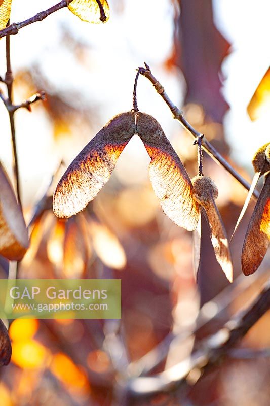 Seed pods of cinnamon maple in winter, Acer griseum 