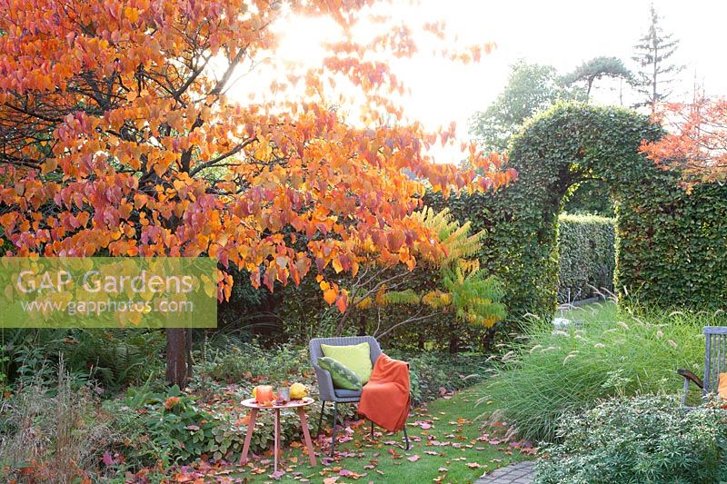 Seating area with Judas tree in the autumn garden, Cercis canadensis Forest Pansy 