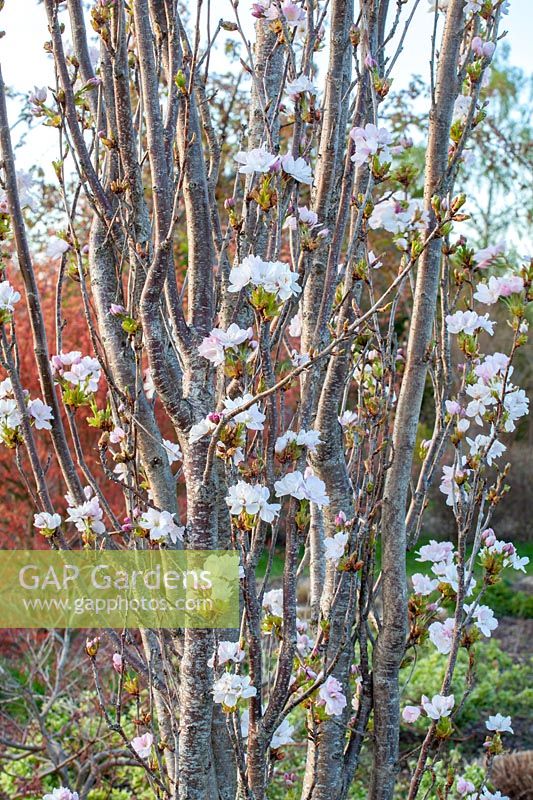 Flowers of the columnar ornamental cherry, Prunus serrulata Amanogawa 