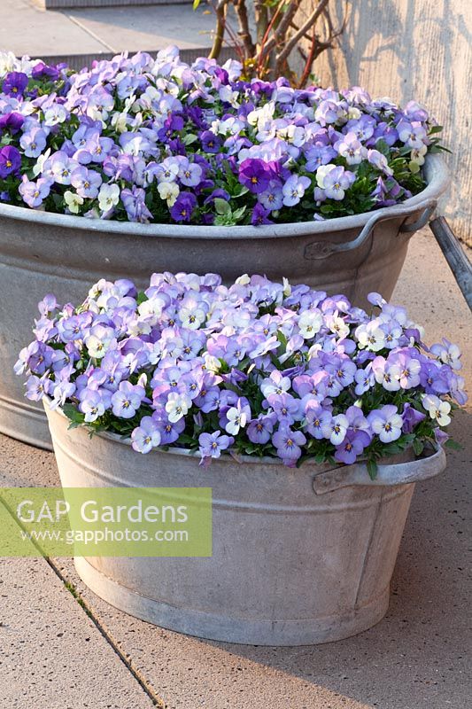 Horned violets in an old metal tub 