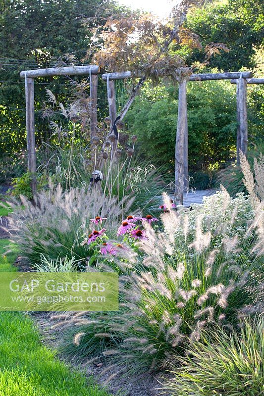 Bed with fountain grass and purple coneflower, Pennisetum alopecuroides Hameln, Echinacea purpurea, Hakonechloa macra 