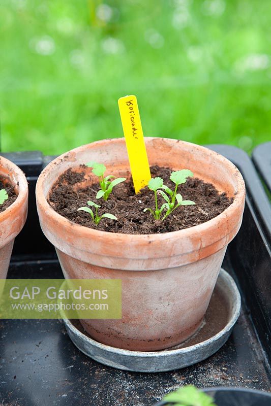 Coriander seedlings in pot, Coriandrum sativum 