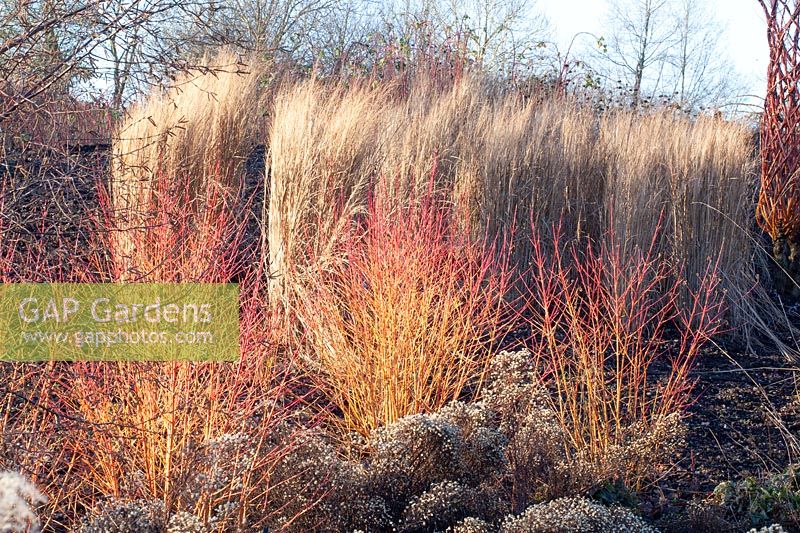 Grasses and dogwoods in winter, Calamagrostis acutiflora Karl Förster, Cornus sanguinea Magic Flame 