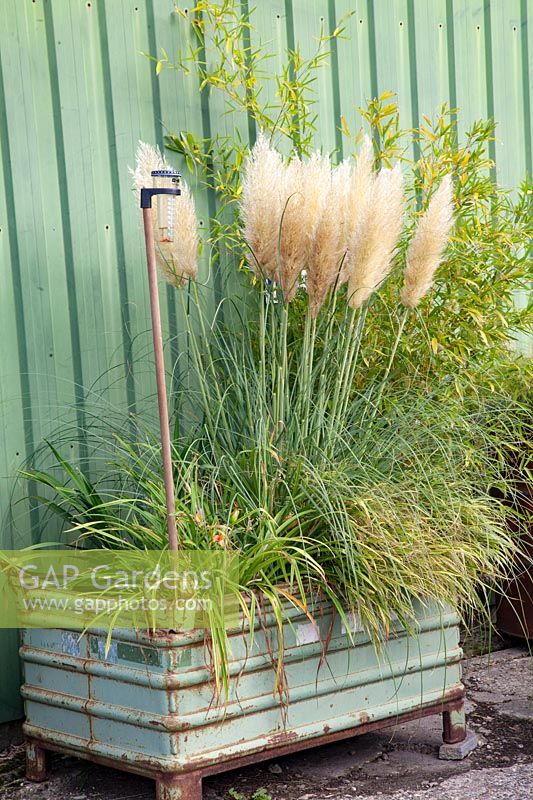 Pampas grass in vintage container, Cortaderia selloana Pumila 