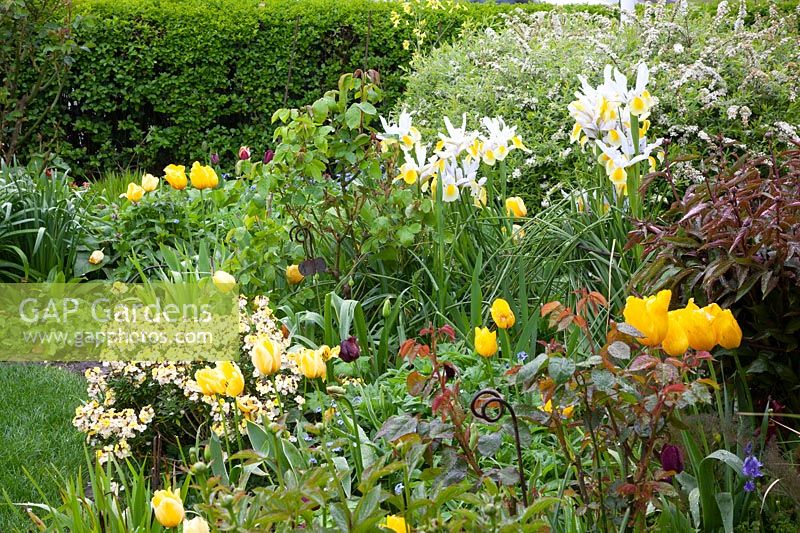 Front garden in spring with Iris hollandica, Erysimum cheiri Ivory White 