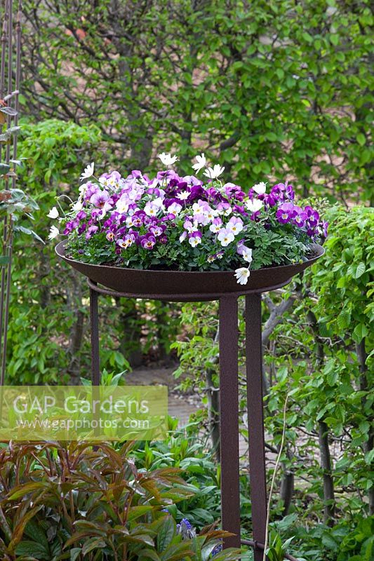 Bowl with Horned Violet, Viola cornuta 