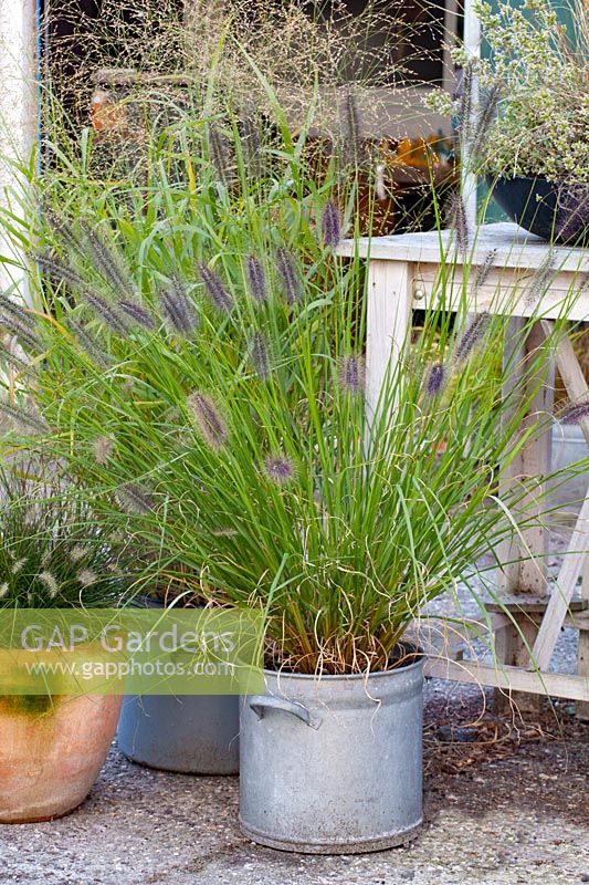 Fountain grass in pot, Pennisetum alopecuroides Black Magic 