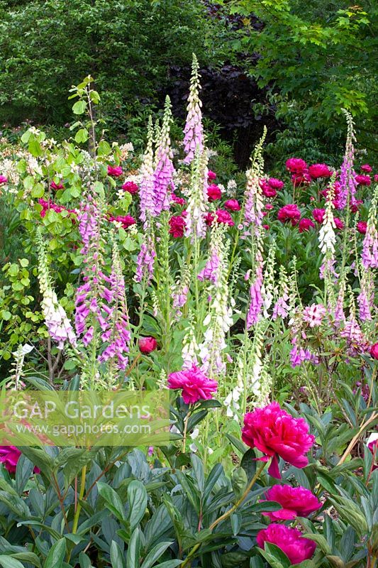 Peonies and Foxgloves, Paeonia lactiflora Karl Rosenfeld, Digitalis purpurea, Peonies and Foxgloves, Paeonia lactiflora Karl Rosenfeld, Digitalis purpurea 