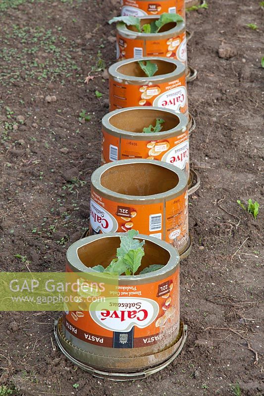 Snail protection for young cabbage plants 