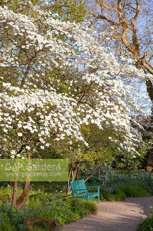 Seating under flowering dogwood, Cornus nuttallii Avondale 