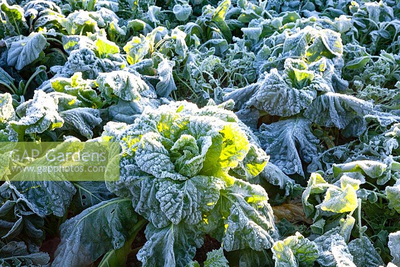 Cabbage with frost 