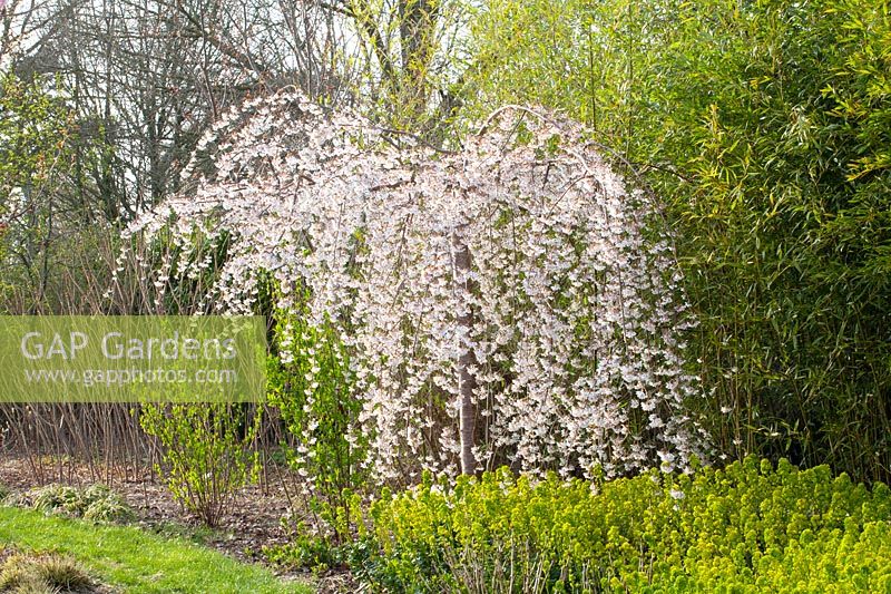 Flowering weeping cherry, Prunus yedoensis Ivensii 