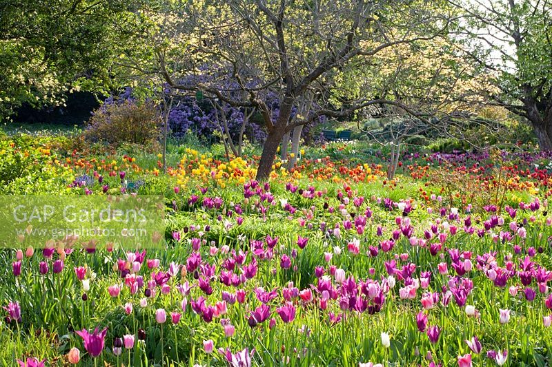 Trees planted with tulips 