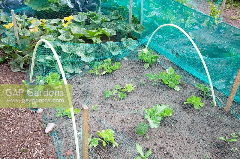 Protective net for young vegetable plants 