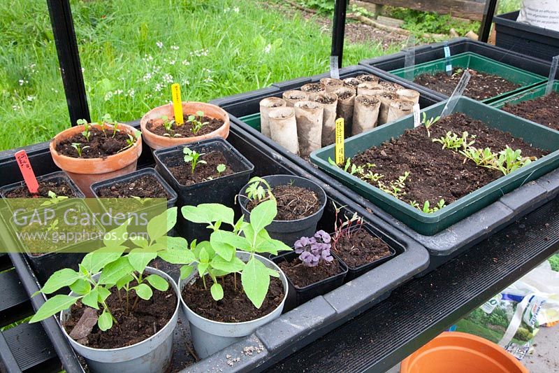 Seedlings of annuals in the greenhouse 