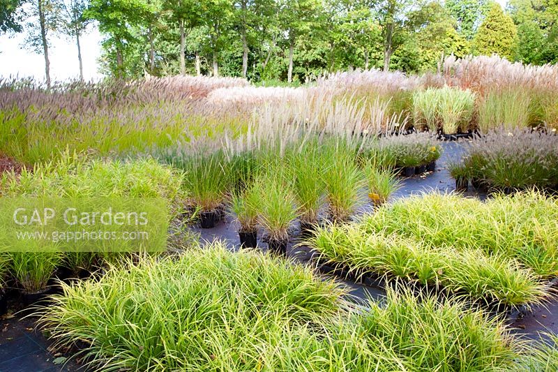 Grass nursery Flevo Siergras 