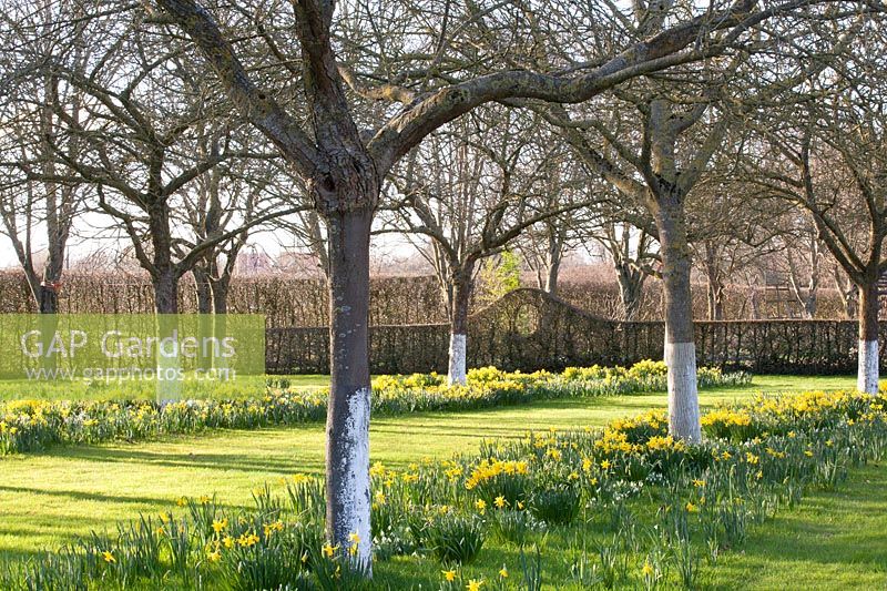Apple trees underplanted with Galanthus and Narcissus cyclamineus February Gold 