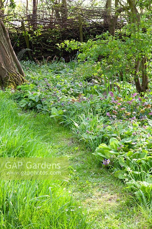 Forest garden with ground cover 