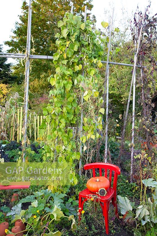 Vegetable garden with bean trellis in autumn, Phaseolus vulgaris Berner Landfrau 