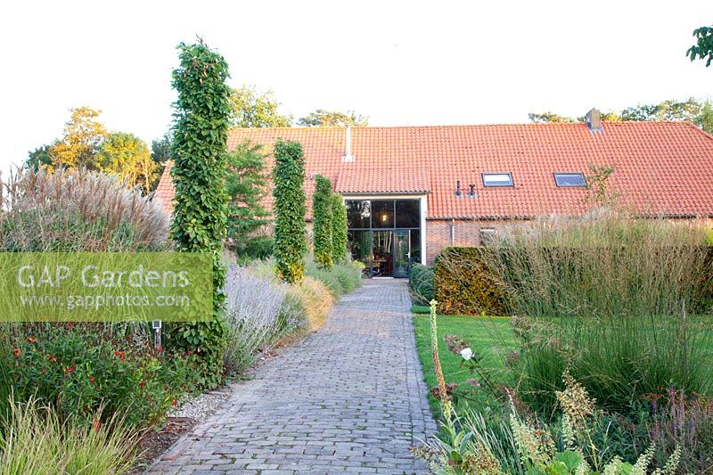 Garden with beech columns at the entrance, Carpinus betulus 