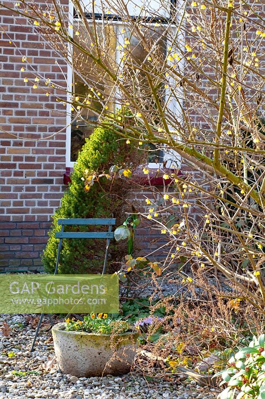 Seating area in February with winter bloom, Chimonanthus praecox 