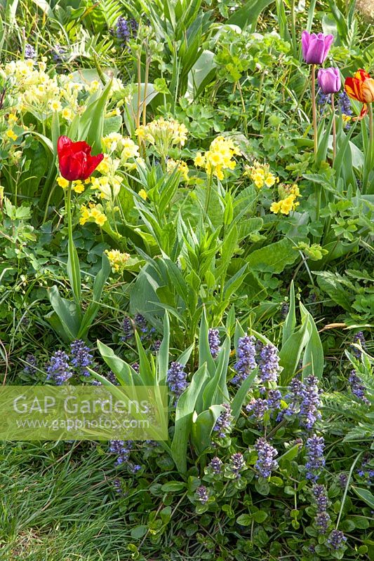 Cowslips and Bugleweed, Primula veris, Ajuga reptans 