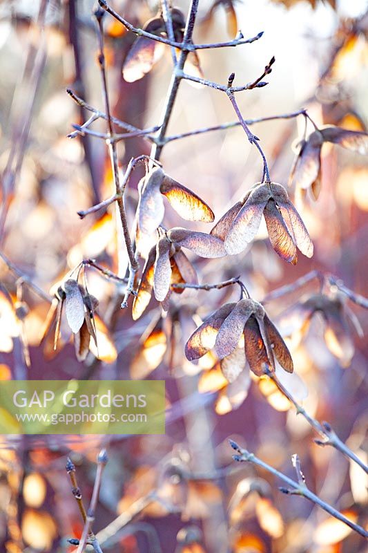 Seed pods of cinnamon maple in winter, Acer griseum 