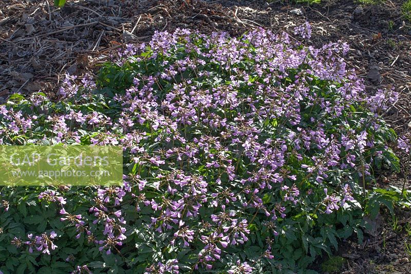 Bittercress as ground cover in February, Cardamine 