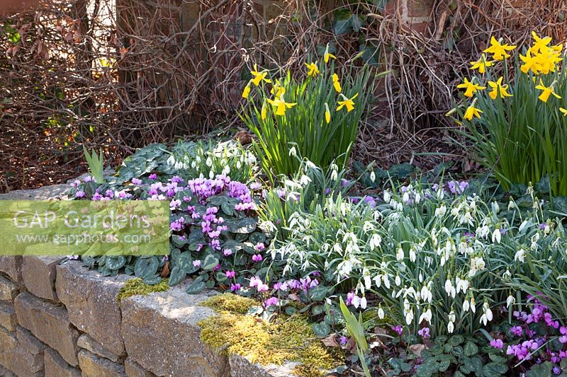 Winter bloomers in raised beds, Galanthus, Cyclamen coum, Narcissus cyclamineus February Gold 