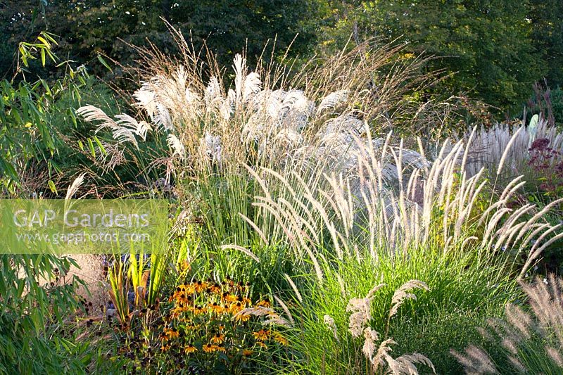 Grass bed in September, Miscanthus sinensis, Pennisetum orientale Fairy Tails, Rudbeckia 