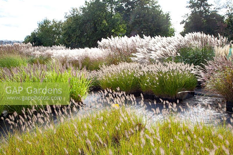 Grass nursery Flevo Siergras 