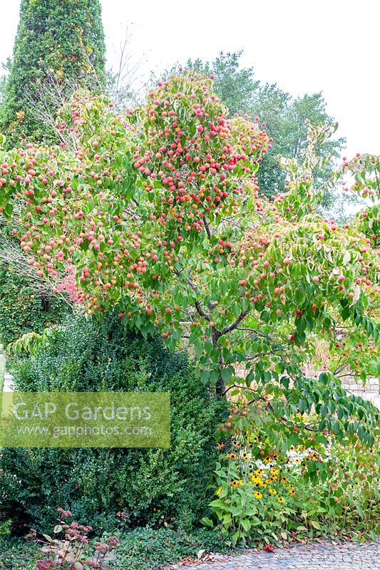 Flowering dogwood in autumn, Cornus kousa 