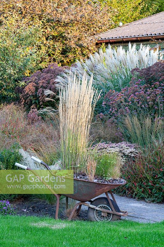 Grasses planted in a wheelbarrow, Calamagrostis acutiflora Karl Förster 