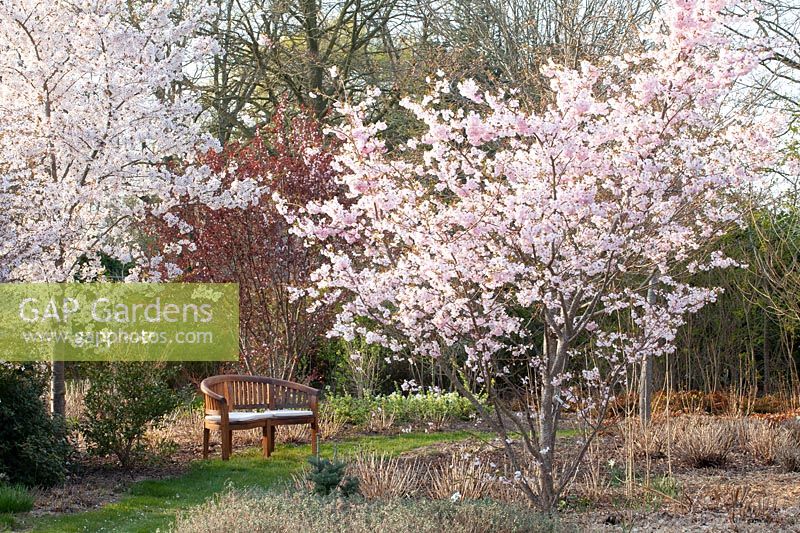 Seating area with ornamental cherries, Prunus yedoensis, Prunus subhirtella Accolade 