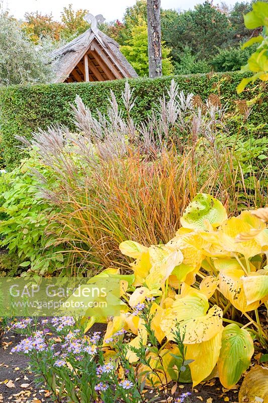 Chinese silver grass and hosta in autumn, Miscanthus sinensis, Hosta Sum and Substance 