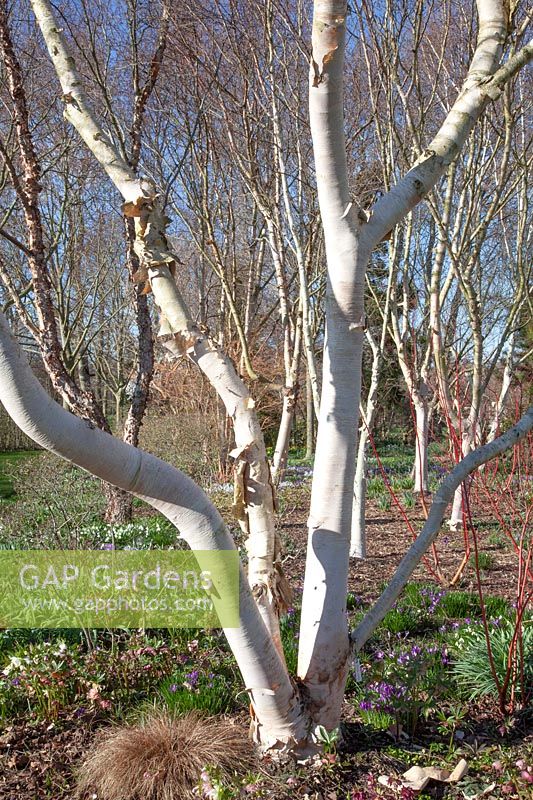 Garden with birch trees, Betula costata 