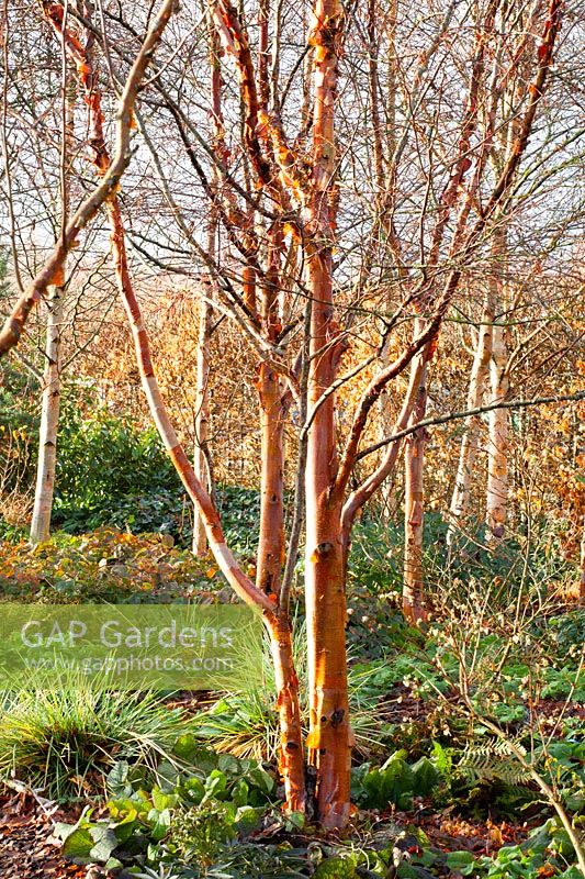 Birch, Betula albosinensis Burkill 