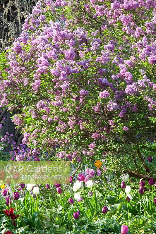 Persian lilac in spring, Syringa persica 
