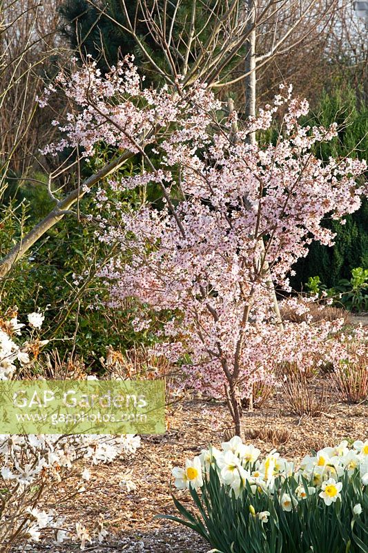 March cherry, Prunus incisa Mikinori 